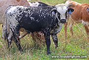 Cloverman Calf 2026 - Cloverman x Beyond Reach - 2026 Bull - 26J_4858