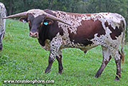 Cool Span Calf 2025 - Cool Span x Ice Pick - 2025 Bull - 26J_4998