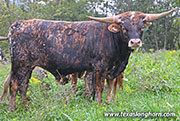 Untibbed Calf 2025 - Untibbed x Flair Galore - 2025 Bull - 26J_5034