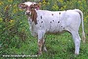 Stop Dancing Calf 2026 - Stop Dancing x Jam Box - 2026 Heifer - 26J_5061
