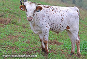 Shy Hand Calf 2026 - Shy Hand x Levin - 2026 Heifer - 26J_5075