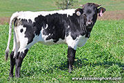 Point Elite Calf 2026 - Point Elite x Point Mark - 2026 Heifer - 26J_5228
