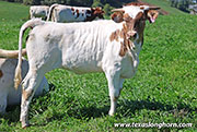 Stop Dancing Calf 2026 - Stop Dancing x Jam Box - 2026 Heifer - 26J_5243