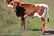 Point Prevail Calf 2026 - Point Prevail x Jam Box - 2026 Heifer - 26J_5265