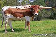 Menudo - I-296147 - 26J_5287
