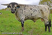 Stop Ironing Calf 2025 - Stop Ironing x Levin - 2025 Bull - 26J_5322