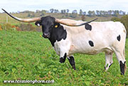 Silent Fame - I-289502 - 26J_5441