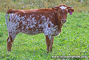 Spicy Box Calf 2026 - Spicy Box x Point Wish - 2026 Heifer - 26J_5462