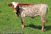 Cut List Calf 2026 - Cut List x Tin Cup - 2026 Heifer - 26J_5490