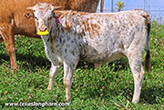 Flair Time Calf 2026 - Flair Time x Jam Box - 2026 Heifer - 26J_5496