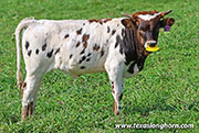 Marked Yell Calf 2026 - Marked Yell x Tin Cup - 2026 Heifer - 26J_5519