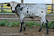 CP_0270_Cup_Overflow_25-20260709.jpg - Cup Overflow x Giver -2025 Bull