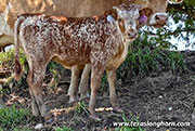 CP_0321_Point_Char_26-20260723.jpg - Point Char x Giver - 2026 Heifer