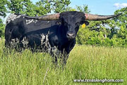 CP_0719_Swifty_Morgan-20260713.jpg - Swifty Morgan