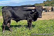 Clear Yea! Calf 2025 - Clear Yea x Showman - 2025 Bull - CP_1792_Clear_Yea_25-20260928