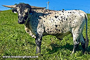 Stop Ironing Calf 2025 - Stop Ironing x Levin - 2025 Bull - CP_1804_Stop_Iron_25-20260928