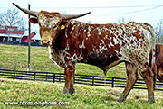 Shake Out - Shake Out - CP_1877_Shake_Out-20260305