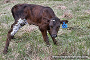 Shogun Calf 2026 - Shogun x Point Wish - 2026 Bull - CP_2019_Shogun_26-20260330
