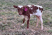 Iron Jam Calf 2026 - Iron Jam x Point Wish - 2026 Heifer - CP_2030_Iron_Jam_26-20260331