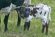 Tuff Fire Calf 2026 - Tuff Fire x Point Wish - 2026 Bull - CP_2161_Tuff_Fire_26-20260406