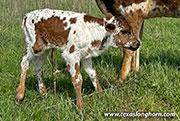 Darby 376 Calf 2026 - Darby 376 x Fork Lift - 2025 Heifer - CP_2364_Darby_26-20260415