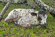 Box Born x Fork Lift - 2026 Calf 