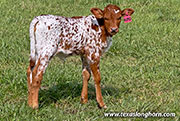 Humid Calf 2026 - Humid x Jam Box - 2026 Heifer - CP_2507_Humid_26-20260423