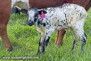 CP_2538_Vizio_26-20260423.jpg - Vizio x Giver - 2026 Heifer