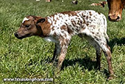 Cut Forever Calf 2026 - Cut Forever x Full Throttle - 2026 Heifer - CP_2541_Cut_Forever_26-20260423