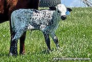 CP_2544_Pretty_Twisty_26-20260423.jpg - Pretty Twisty x Giver - 2026 Bull