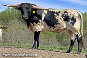 CP_2594_McBlank-20260427.jpg - McBlank