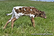 Mudflap Calf 2026 - Mudflap x Bond - 2026 Heifer - CP_2606_Mudflap_26-20260429