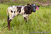 Ice Tool 2024 Calf 2026 - Ice Tool x Bond - 2026 Heifer - CP_2629_Ice_Tool_26-20260429