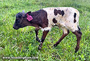 50 Cuts Calf 2026 - 50 Cuts x Ambassador - 2026 Heifer - CP_2630_50_Cuts_26-20260429