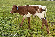 Subtle Shore Calf 2026 - Subtle Shore x Ambassador - 2026 Bull - CP_2644_Subtle_Shore_26-20260430