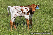 Granite Calf 2026 - Granite x Ambassador - 2026 Bull - CP_2651_Granite_26-20260430