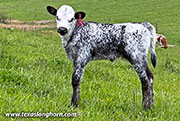 Rusty Struck Calf 2026 - Rusty Struck x Showman - 2026 Heifer - CP_2695_Rusty_Struck_26-20260501