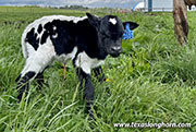 CP_2704_Precious_Pick_26-20260502.jpg - Precious Pick x Giver - 2026 Bull