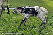 CP_2714_Tear_Point_26-20260503.jpg - Tear Point x No How - 2026 Heifer