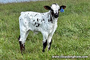 CP_3668_Tuff_Win_26-20260505.jpg - Tuff Win x Giver - 2026 Heifer