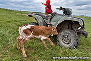 Jest Respect Calf 2026 - Jest Respect x Jam Box - 2026 Bull - CP_4300_Jest_Respect_26-20260505