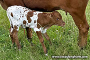 Pretty Point Calf 2026 - Pretty Point x Bond - 2026 Bull - CP_4414_Pretty_Point_26-20260527