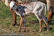 Drag Shy x Silent Edge - 2025 Heifer 