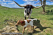 CP_7794_Tuff_Laugh_20250408.jpg - Tuff Laugh