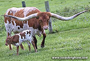 Cut'n Dance with Jam Box heifer
