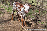 CP_9595_Afternoon_26-20260412.jpg - Afternoon x Giver - 2026 Heifer