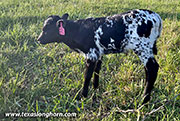 Pick Stir Calf 2026 - Pick Stir x Fork Lift - 2026 Heifer - CP_9863_Pick_Stir_26-20260516