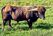Feather Lined Calf 2025 - Feather Lined x Levin - 2025 Bull - CP_Feather_Lines_25-20260930